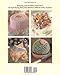 Colette's Cakes: The Art of Cake Decorating