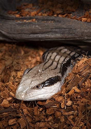 coco soft reptile bedding