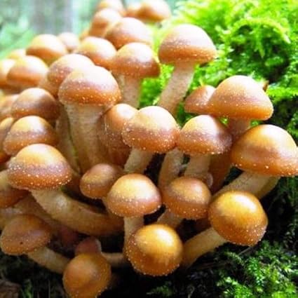 Armillaria Mellea Mycelium Champignons Cultivez Vos Propres Champignons Amazon Fr Jardin