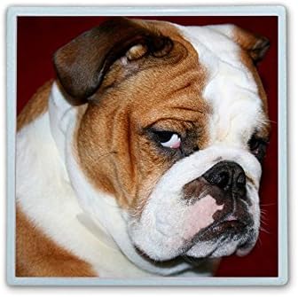 Contact Lens Box Holder Container Case Storage Eyecare Kit -Furry English Bulldog
