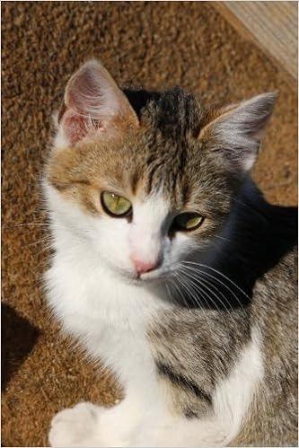 Precious Little Calico Kitten Sweet Pet Journal 150 Page Lined