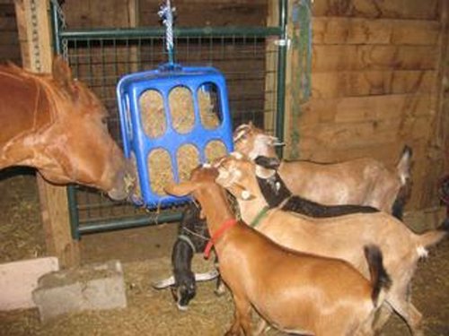 Buy Health Ez Hay Feeder Green Online At Low Prices In India
