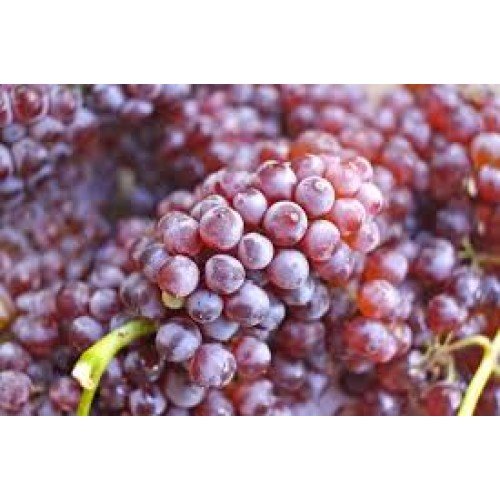 Grape - 3308 - Candle & Soap Fragrance Oil - High Performance Supply - 4 Oz (120 ml) - FREE Expedited Shipping