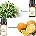 SKYMORE Aromatherapy Top 6 Essential Oil Blend Set,Relaxation Essential Oils Kit For Diffuser, 6/10ML (Tea Tree, Lavender, Peppermint, Eucalyptus, Lemongrass, Orange)
