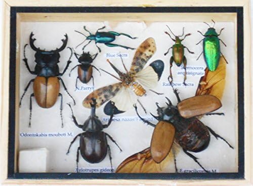 Real Mixed Beetle Cicada Insect Boxed Framed Taxidermy Display Wood Box For Collectibles