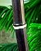 Giant Black Bamboo - Phyllostachys nigra - 4