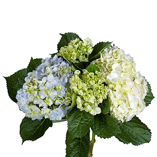 GlobalRose Hydrangeas- 10 Assorted Color Flowers- Fresh Cut For Delivery