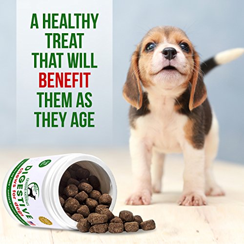 Digestive Supplement for Dogs Best Probiotic for Dogs that Digestive Supplement for Dogs Best Probiotic for Dogs that