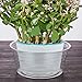 Idyllize 10 Pieces of 12 Inch Clear Thin Deep Plastic Plant Saucer Drip Tray for Pots (12”)thumb 2