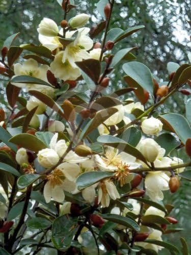 Amazon マグノリア ラエビフォリア小さな葉の常緑のマグノリア 香り高い花 種 花