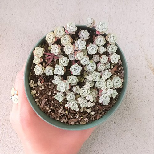 Capo Blanco Sedum spathufolium 'Capo Blanco' (4 inch)