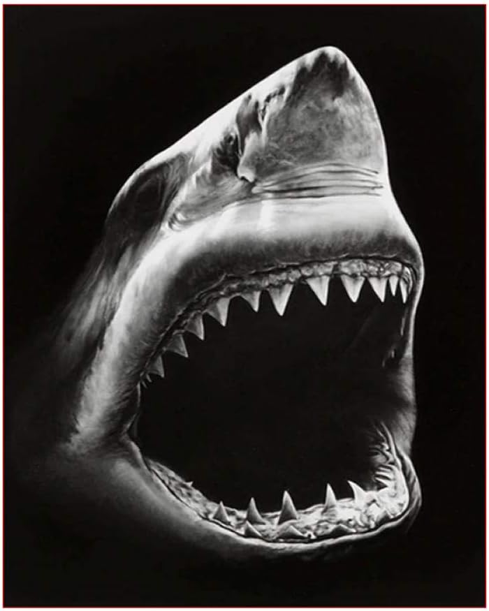 DIY Oil Painting kit, Paint by Numbers kit for Kids and Adults - Great White Shark - 40 50cm (Frameless)