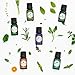 Vena Beauty 100% Pure Aromatherapy Essential Oil Set of 6, Therapeutic Grade