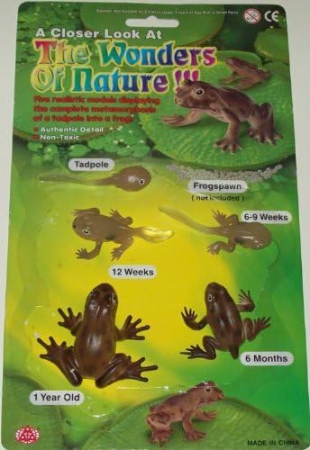 Tadpole To Frog Morphosis: 5 Realistic Models by Phil Seltzer
