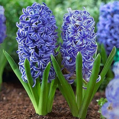 FernsFly IMP. Hyacinth Aromatic Charming Flower Bulbs Winter Flower Home Pot / Land Gardening Bulbs Blooming planting (Pack of 13 Blue Jacket Hyacinth)