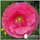 Caribou Seed Company: Perennial POPPY 'SHIRLEY' 100+ Seeds - Pink, Red, Salmon, White Blooms - Fresh Seed