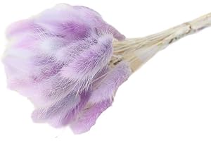 30pcs Natural Rabbit Tail Grass Lagurus Ovatus Bunny Tails Dried Flowers Dried Grasses Flowers Bouquet, Used for Photo Props,