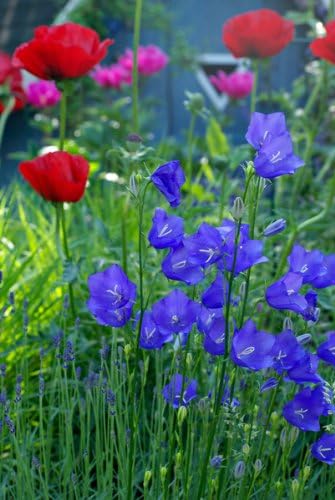 Staude Hohe Glockenblume Blau 5 Stauden Amazon De Garten