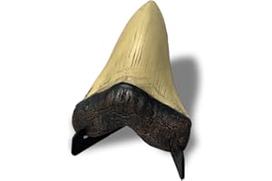 OUOQUQ Resin Megalodon Shark Tooth 5.5 Inch Model with Vertical Display Stand Fake Shark Teeth Fossils for Shop Ornament/Desktop/Office (Replica)