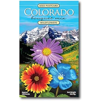 amazon-colorado-wildflower-seed-mix-a-beautiful-collection-of