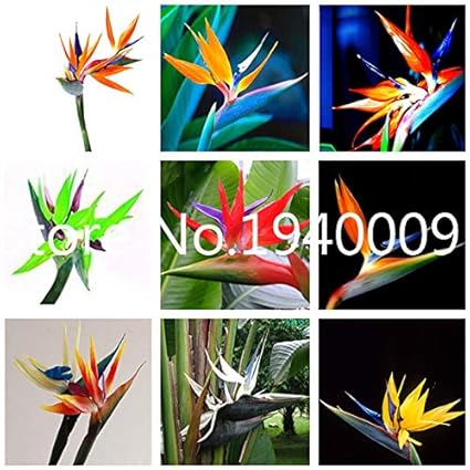AGROBITS Saat: Verkauf! 100 StÃ¼ck Seltene Zimmerpflanzen Strelitzia Reginae flores Hybrid-Paradies plantas Plant Bonsai-Anla