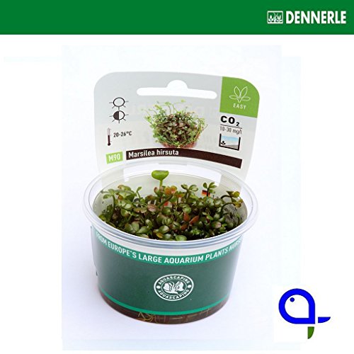 'Dennerle Plant It Invitro Live Aquarium Plant - Marsilea Hirsuta