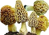 25 G Dry any Seeds infected of Spores Morels Morchella Esculenta Garden Mushrooms Kit Fungus