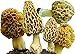 25 G Dry any Seeds infected of Spores Morels Morchella Esculenta Garden Mushrooms Kit Fungus primary