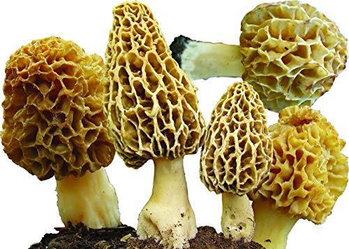 25 G Dry any Seeds infected of Spores Morels Morchella Esculenta Garden Mushrooms Kit Fungus by Garden pleasure