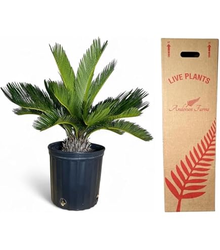 Amazon.com : Cat Palm - Live Plant in an 10 Inch Growers Pot - Chamaedorea  Cataractarum - Beautiful Clean Air Indoor Outdoor Houseplant : Patio, Lawn  & Garden