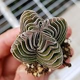 Live Fat Succulent Plant Mini Succulents (Crassula cv. Buddha'S Temple)