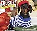 Crusoe the Celebrity Dachshund 2020 Box Calendar (Dog Breed Calendar) by 