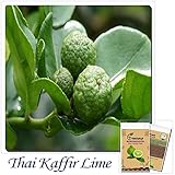 20 pcs Kaffir Lime seeds,Kreen Lemon Seeds,Super Fragrant, Organic Fruit Seeds,Source From Thailand,plant for home & garden