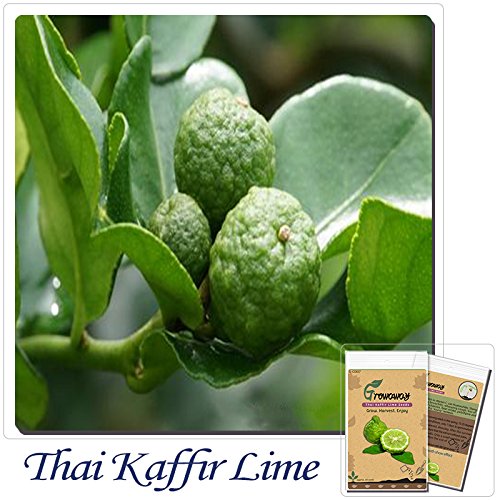 20 pcs Kaffir Lime seeds,Kreen Lemon Seeds,Super Fragrant, Organic Fruit Seeds,Source From Thailand,plant for home & garden 20 pcs Kaffir Lime seeds,Kreen Lemon Seeds,Super Fragrant, Organic Fruit Seeds,Source From Thailand,plant for home & garden