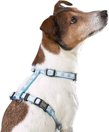 light blue dog harness