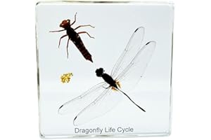 BETENSH High Definition Amber, (Starfish, Scorpion, Cockroach, Butterfly, Fish, Dragonfly) Insect Resin Specimen， Resin Amber for Children's Science Education, Collection (Dragonfly Growth History)