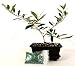 9GreenBox - Olive Tree Bonsai with Water Tray and Fertilizer