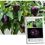 Purple Beauty Sweet Bell Pepper Seeds for