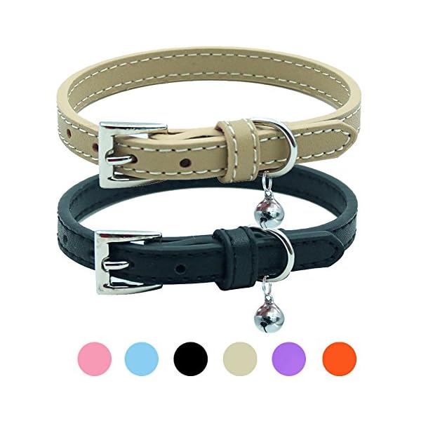 orange kitten collar