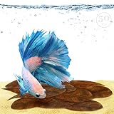 SunGrow Catappa Indian Almond Leaves, Best Way to Create Tropical Rainforest Environment for Betta & Gouramis, Beneficial Leaf Turns Water Black & Boosts Health and Breeding Chances