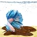 SunGrow Catappa Indian Almond Leaves, Best Way to Create Tropical Rainforest Environment for Betta & Gouramis, Beneficial Leaf Turns Water Black & Boosts Health and Breeding Chances primary