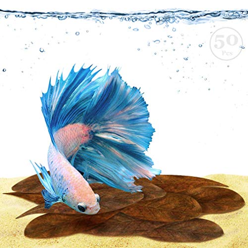 SunGrow Catappa Indian Almond Leaves, Best Way to Create Tropical Rainforest Environment for Betta & Gouramis, Beneficial Leaf Turns Water Black & Boosts Health and Breeding Chances