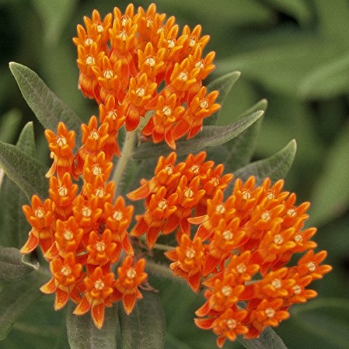 100 butterfly milkweed / monarch flower seeds ( asclepi…