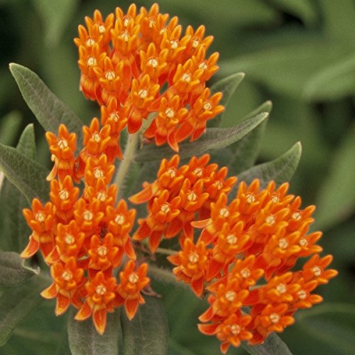 100 Butterfly Milkweed / Monarch Flower Seeds ( Asclepias Tuberosa)