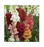 David's Garden Seeds Flower Snapdragon Potomac Custom Mix DGS1940OX (Multi) 50 Hybrid Seeds