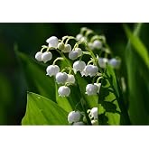 Convallaria (Lily-of-the-Valley) -White (6 Plant/ Root) Shade Loving Plant.