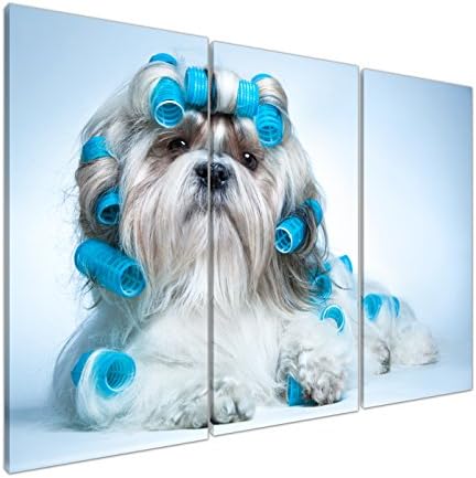 NAN Wind 3 Panels Giclee Canvas Prints Artwork Beautiful Cute Curly Shih Tzu Dog Blue Hair Curler Photo Paintings on Canvas Wall Art for Home Decor Wall Art Shih Tzu Dog Art Print Framed