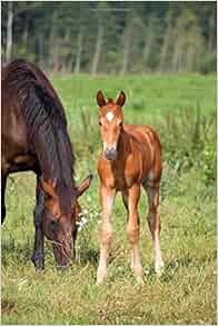 Young Foal In A Pasture With His Mother Horse Journal 150