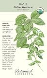 Genovese Italian Basil Seeds - 1.5 grams - Organic Herb