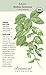 Genovese Italian Basil Seeds - 1.5 grams - Organic Herb